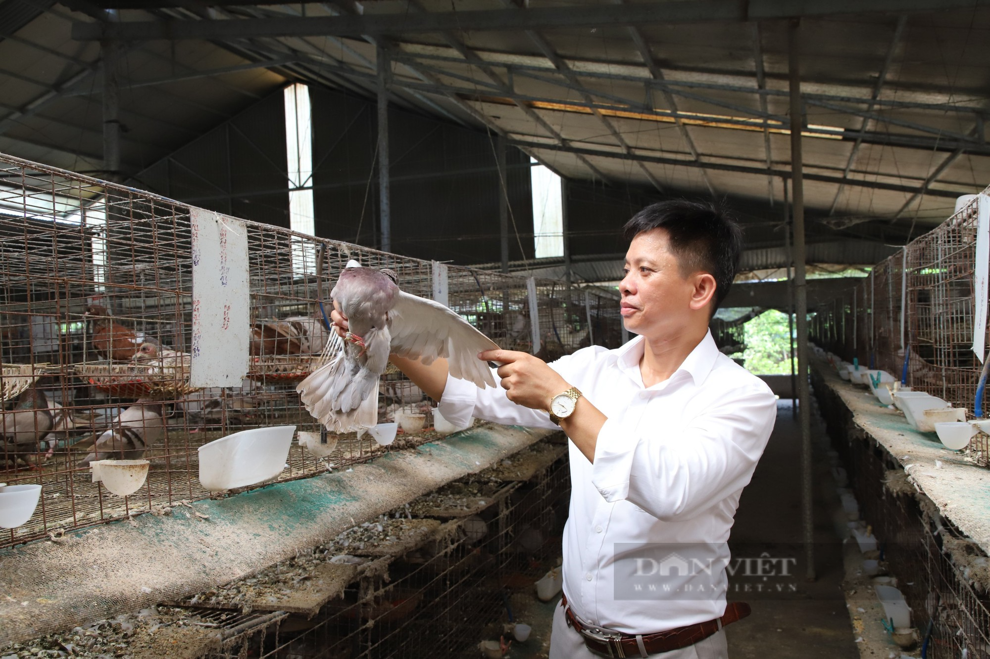 Nuôi 13.000 đôi chim bồ câu Pháp, hợp tác xã ở Phú Thọ đút túi vài tỷ một năm - Ảnh 1.