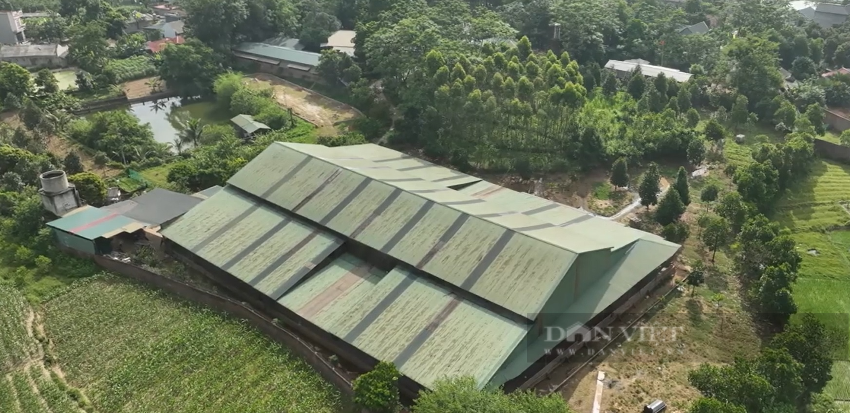Nuôi 13.000 đôi chim bồ câu Pháp, hợp tác xã ở Phú Thọ đút túi vài tỷ một năm - Ảnh 4.