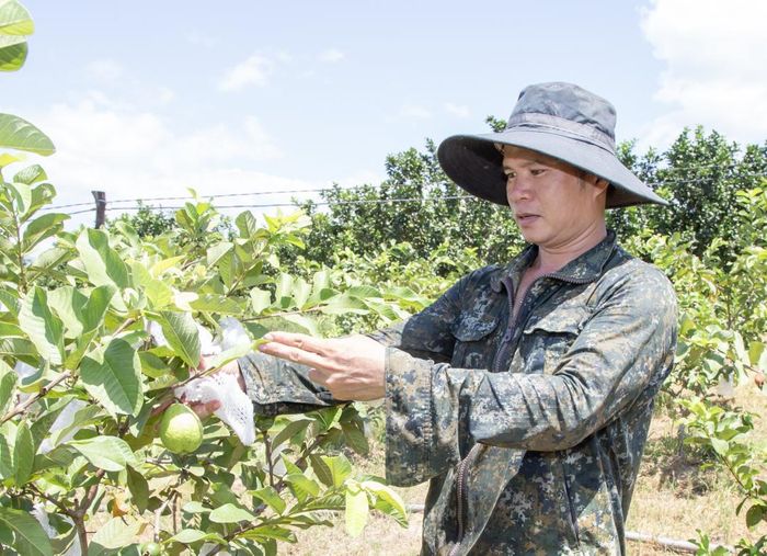 Vườn cây ăn quả rộng 2ha, chỉ trồng vài loại mà ông nông dân Khánh Hòa khấm khá - Ảnh 1.