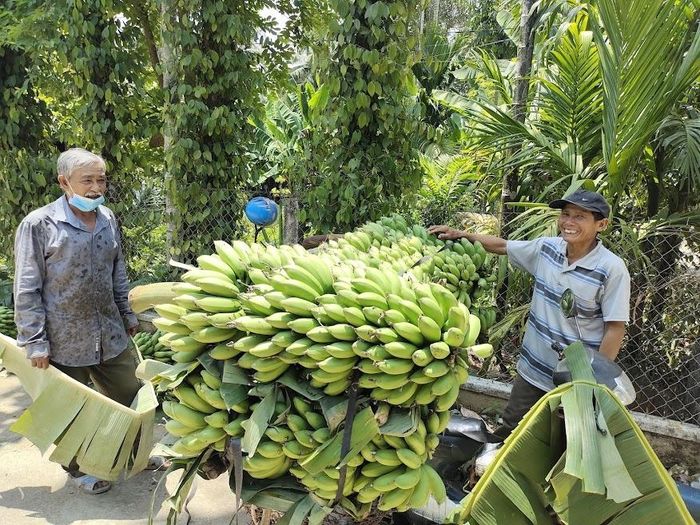 Chuối sứ là thứ chuối gì mà nông dân một huyện miền núi của Bình Định 'sống khỏe' - Ảnh 1.