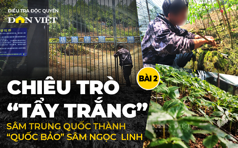 Nông dân trồng sâm gửi đơn kiến nghị xử lý vấn nạn buôn bán sâm lậu từ Trung Quốc - Ảnh 1.