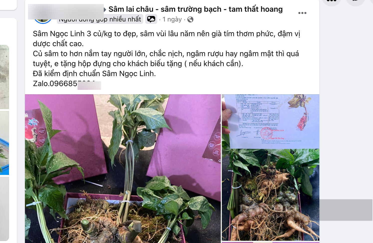 Nông dân trồng sâm gửi đơn kiến nghị xử lý vấn nạn buôn bán sâm lậu từ Trung Quốc - Ảnh 2.