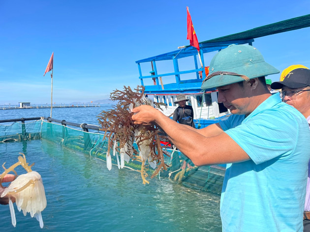 Cho loại mực nhảy đẻ nhân tạo trong lồng ở Ninh Thuận, nhiều người tò mò đến xem - Ảnh 1.