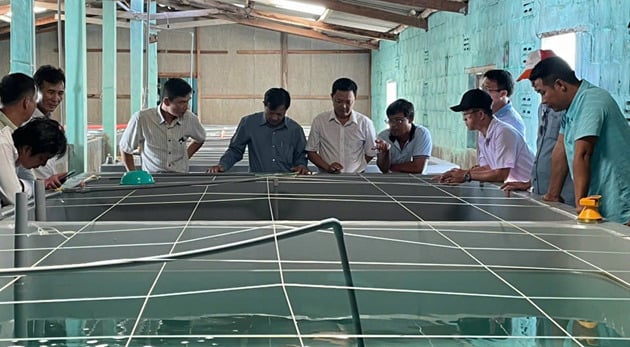 Cho loại mực nhảy đẻ nhân tạo trong lồng ở Ninh Thuận, nhiều người tò mò đến xem - Ảnh 2.