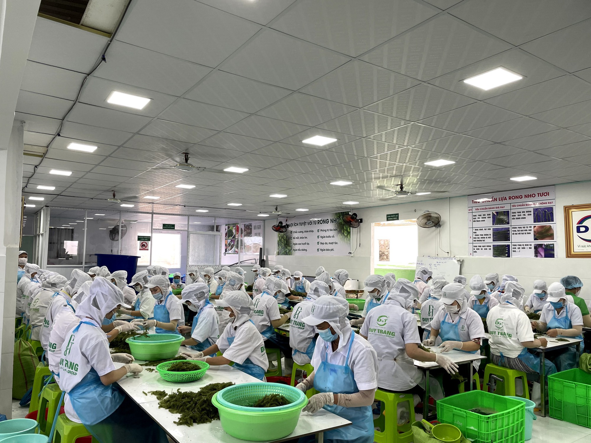 Sản phẩm rong nho OCOP 4 sao tham gia Tuần lễ hàng Việt Nam tại Thái Lan 2023 - Ảnh 2. Sản phẩm rong nho OCOP 4 sao tham gia Tuần lễ hàng Việt Nam tại Thái Lan 2023 - Ảnh 2.