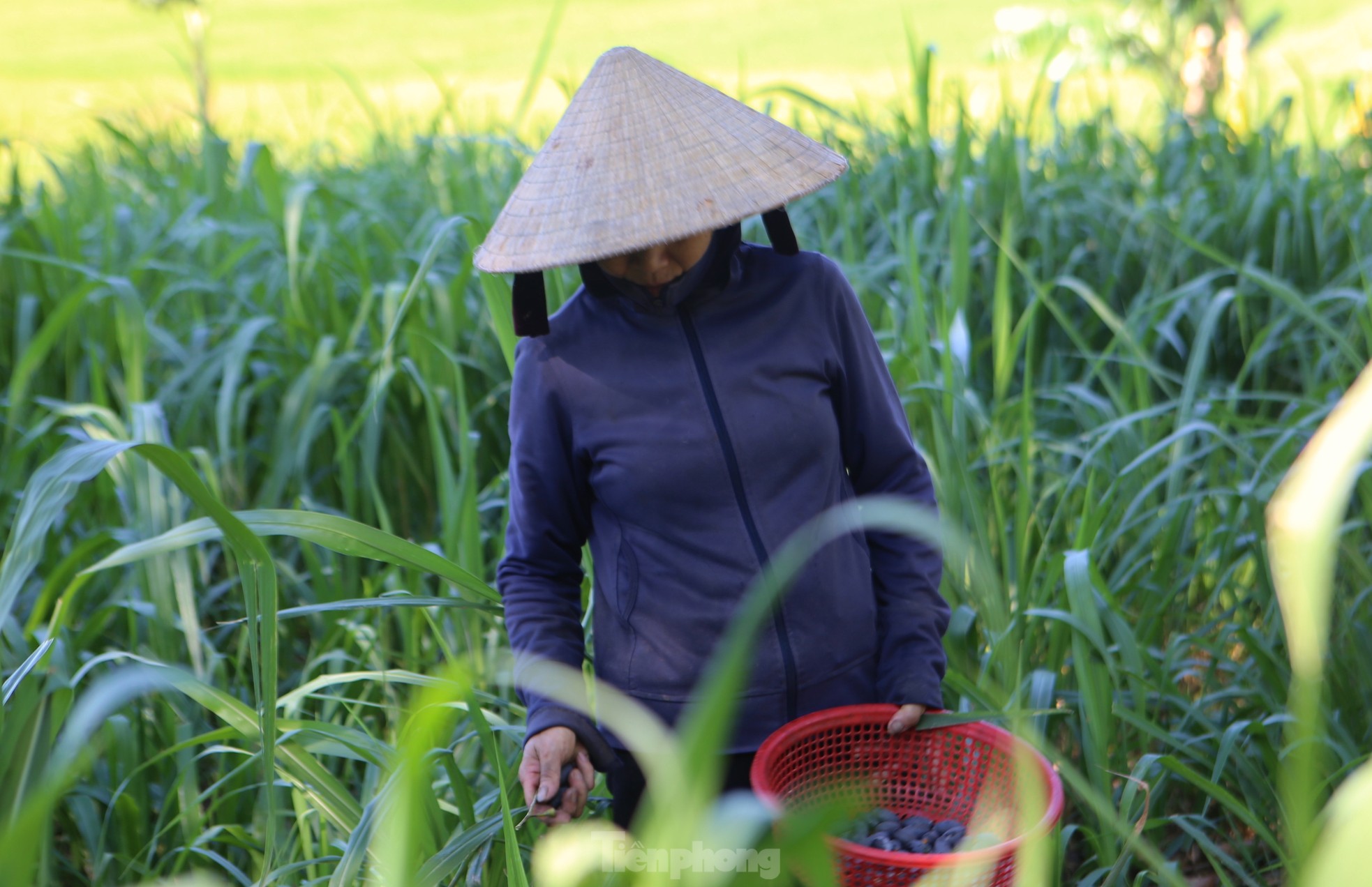 Mùa thu hoạch đặc sản trám đen ảnh 13 Mùa thu hoạch đặc sản trám đen ảnh 13