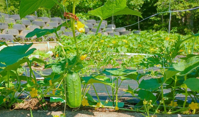 Khu vườn đặc biệt của người phụ nữ Việt lấy chồng thuộc bộ tộc kỳ lạ ở Mỹ - Ảnh 6.