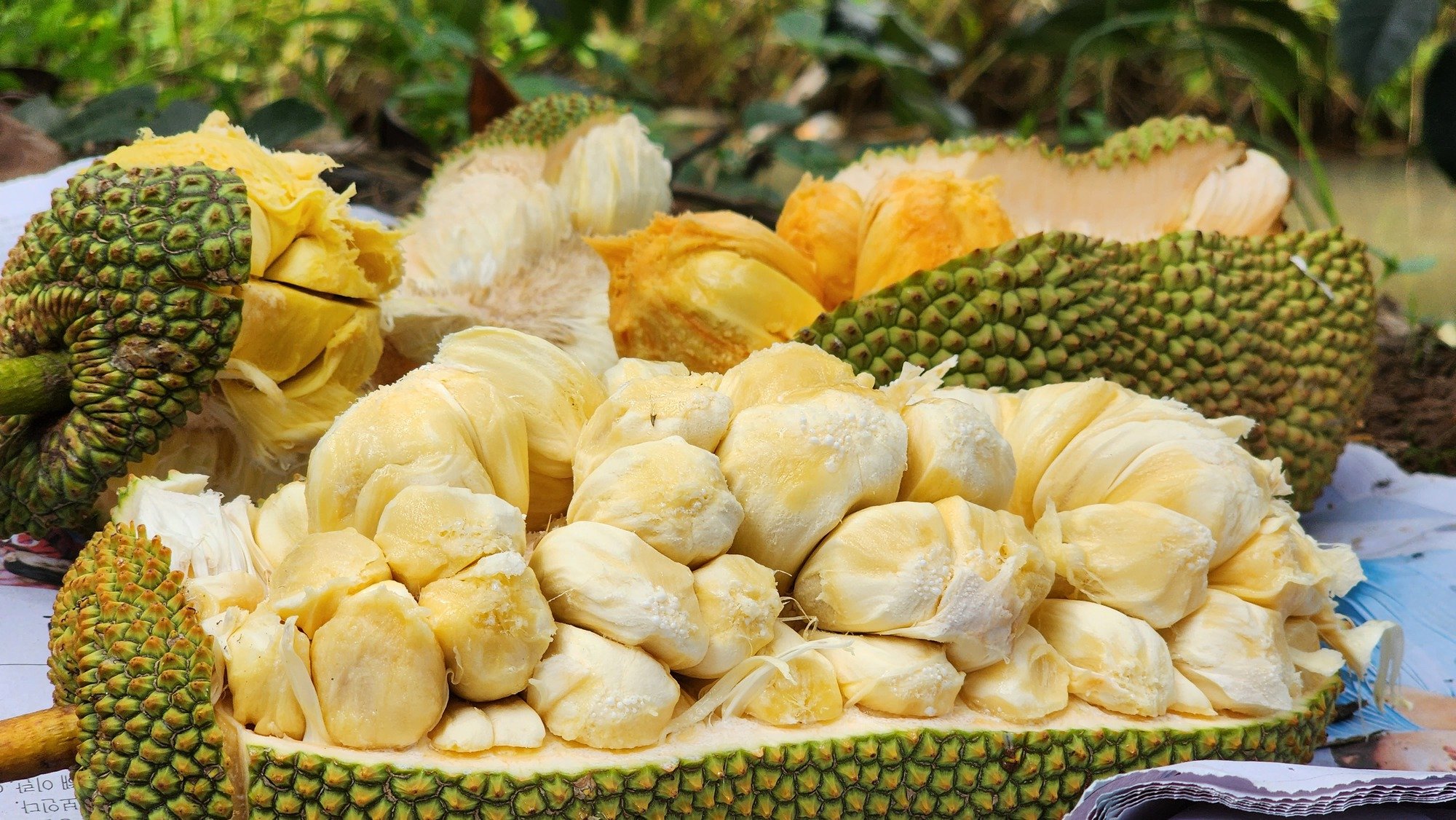 Mít lạ thơm mùi sầu riêng, giá đắt vẫn hút hàng - Ảnh 3.