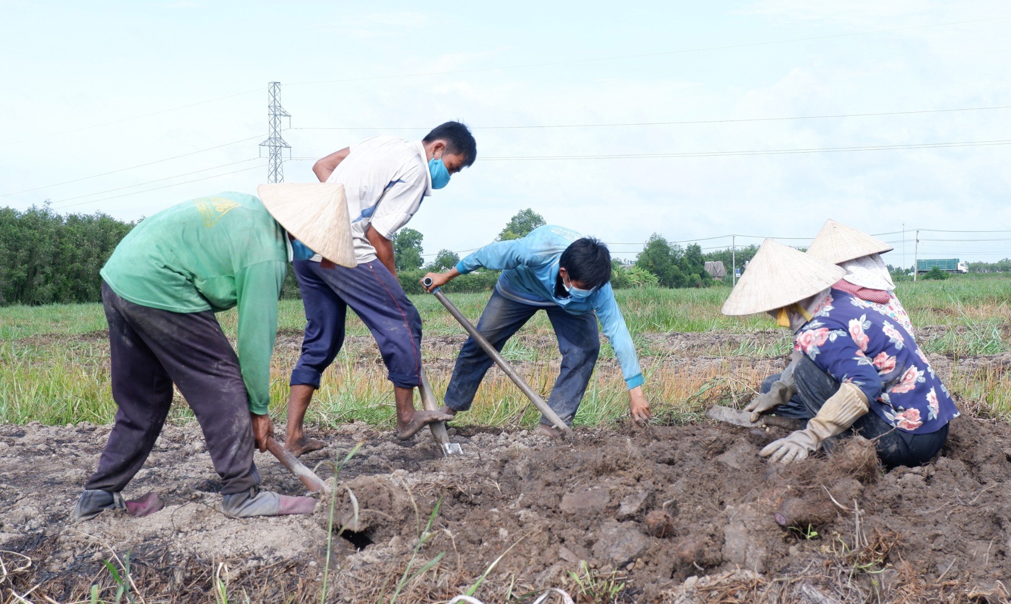 Đào lên vô số củ ngon, bổ dưỡng, có 65 tấn bán, ông nông dân Long An câu gì khiến nhiều người bất ngờ? - Ảnh 1.