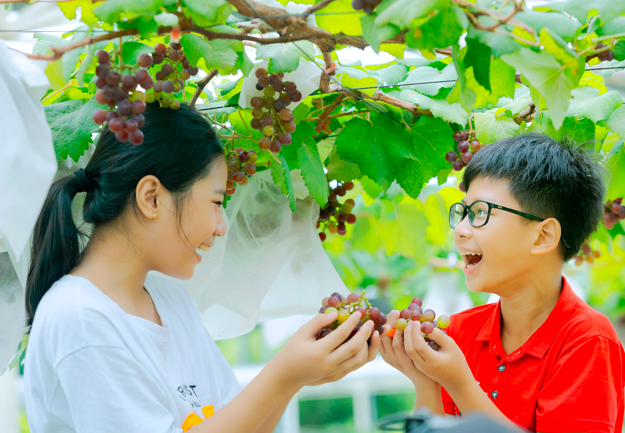Đã mắt vườn nho Pháp khủng giữa Sài Gòn, có cả dưa hấu leo cây, khách thích thú tự tay hái, ăn tại chỗ - Ảnh 4.