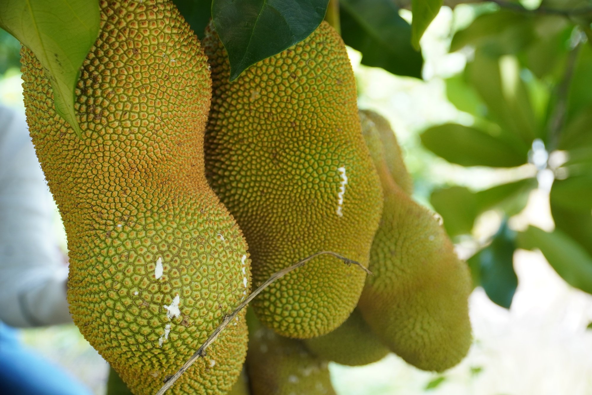 Mít lạ thơm mùi sầu riêng, giá đắt vẫn hút hàng - Ảnh 2.
