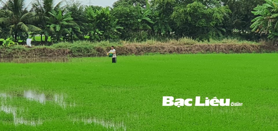Một loại vật tư nông nghiệp vừa giảm giá mạnh, nông dân thở phào, đại lý ở Bạc Liêu đưa ra nguyên nhân - Ảnh 1.
