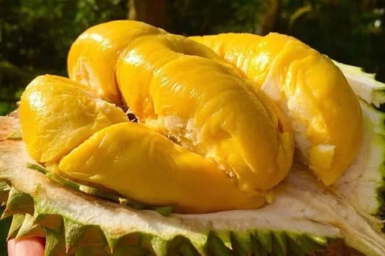 Giá sầu riêng 2/8: Sầu Thái hàng đẹp tiến dần mốc 100.000 đồng/kg, chống úng cây sầu riêng thế nào? - Ảnh 1.