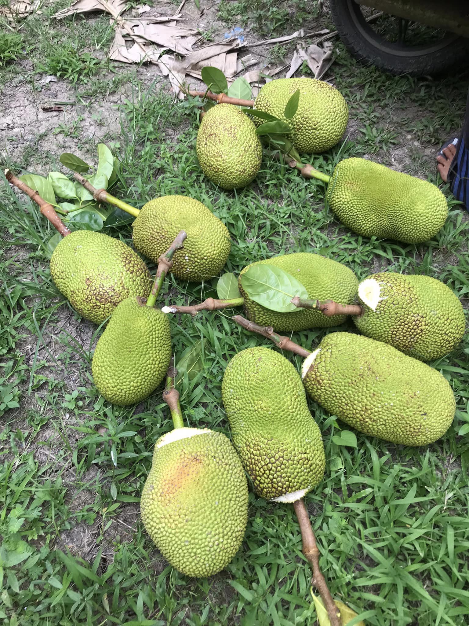 Giá mít Thái hôm nay 20/8: Vượt mốc 50.000 đồng/kg, Người dân hỏi giờ trồng mít Thái còn kịp không? - Ảnh 1.