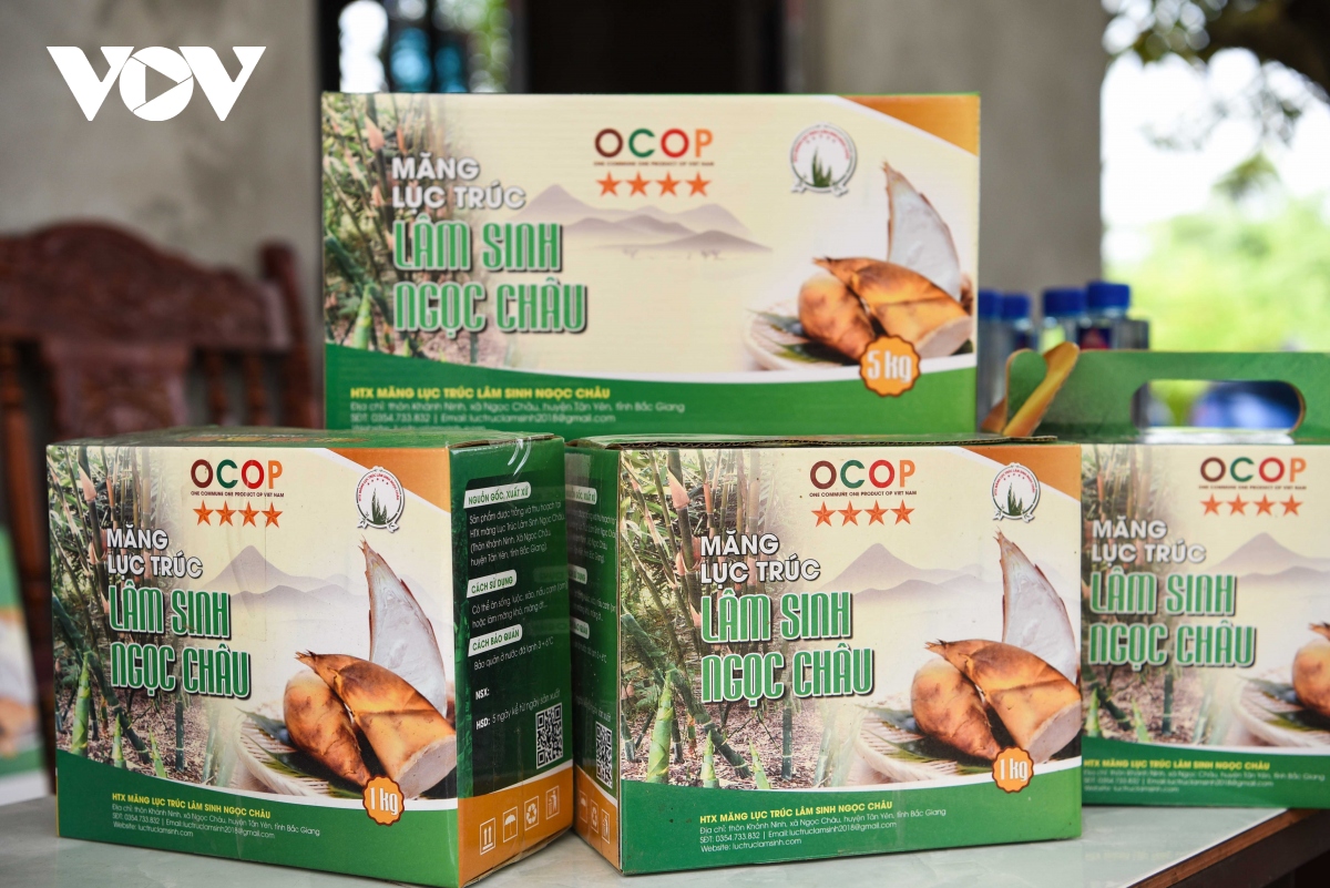 Măng tre thu tới đâu, nhà hàng thương lái 'hốt' hết, dân ở đây thu đều tay hàng triệu đồng/ngày - Ảnh 3. Măng tre thu tới đâu, nhà hàng thương lái 'hốt' hết, dân ở đây thu đều tay hàng triệu đồng/ngày - Ảnh 3.