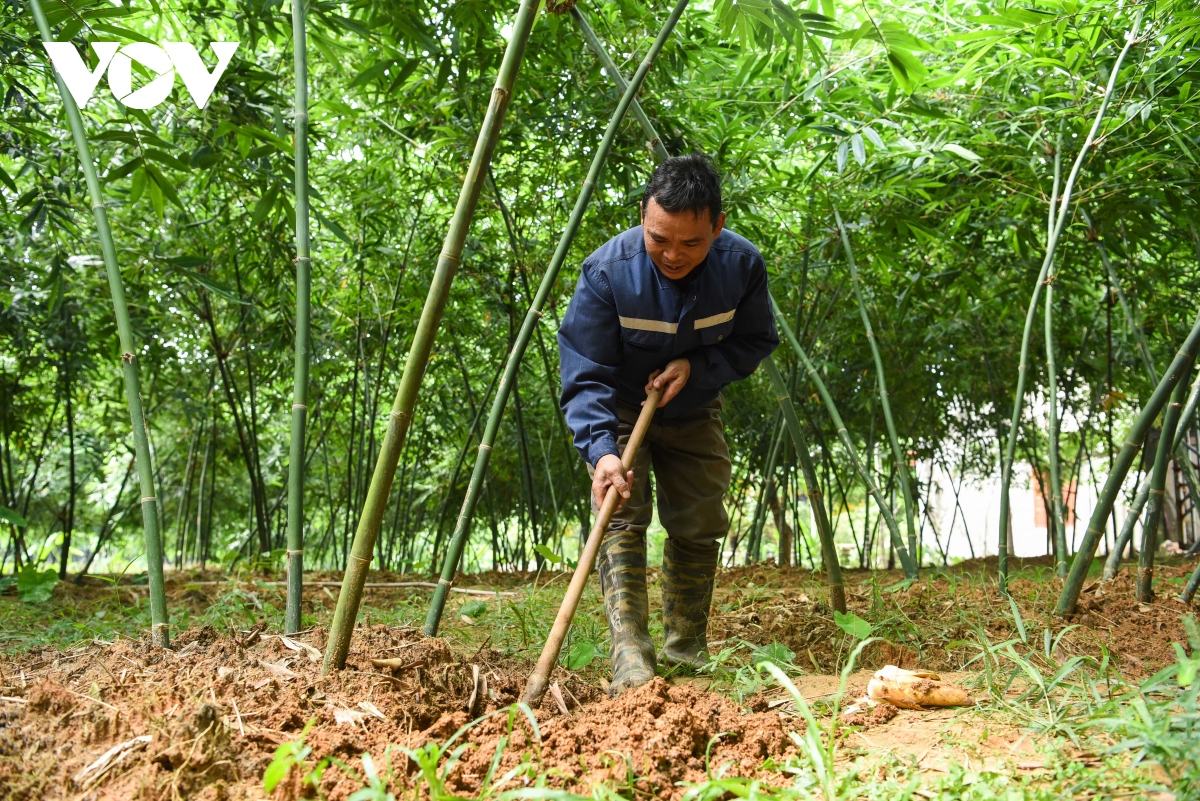 Măng tre thu tới đâu, nhà hàng thương lái 'hốt' hết, dân ở đây thu đều tay hàng triệu đồng/ngày - Ảnh 1. Măng tre thu tới đâu, nhà hàng thương lái 'hốt' hết, dân ở đây thu đều tay hàng triệu đồng/ngày - Ảnh 1.