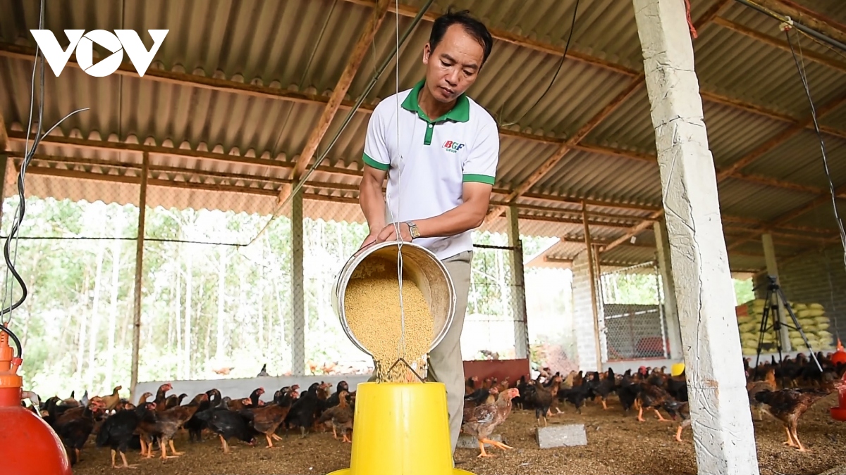 Nuôi gà lai chọi trên đồi, nông dân thu lợi nhuận từ 2,5 tỷ đồng/năm là có thật - Ảnh 2. Nuôi gà lai chọi trên đồi, nông dân thu lợi nhuận từ 2,5 tỷ đồng/năm là có thật - Ảnh 2.
