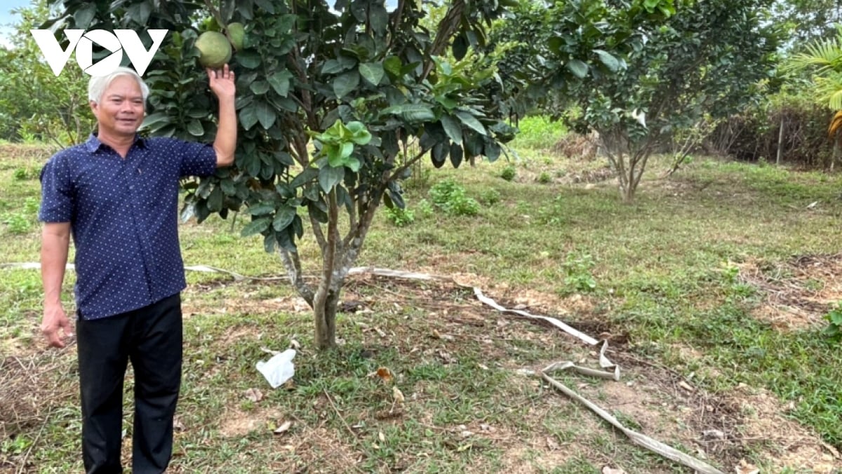 Trồng bưởi da xanh, nông dân Hòa Vang làm thế nào mà có thu nhập 200 triệu đồng/năm? - Ảnh 1.