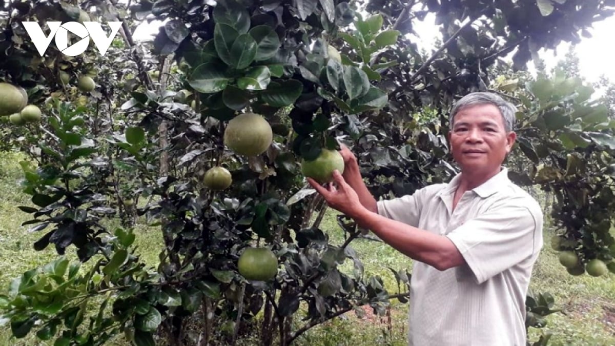 Trồng bưởi da xanh, nông dân Hòa Vang làm thế nào mà có thu nhập 200 triệu đồng/năm? - Ảnh 2.