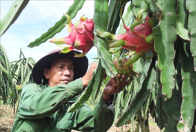 Thanh long chính vụ có giá cao gấp 2 lần - Ảnh 1.