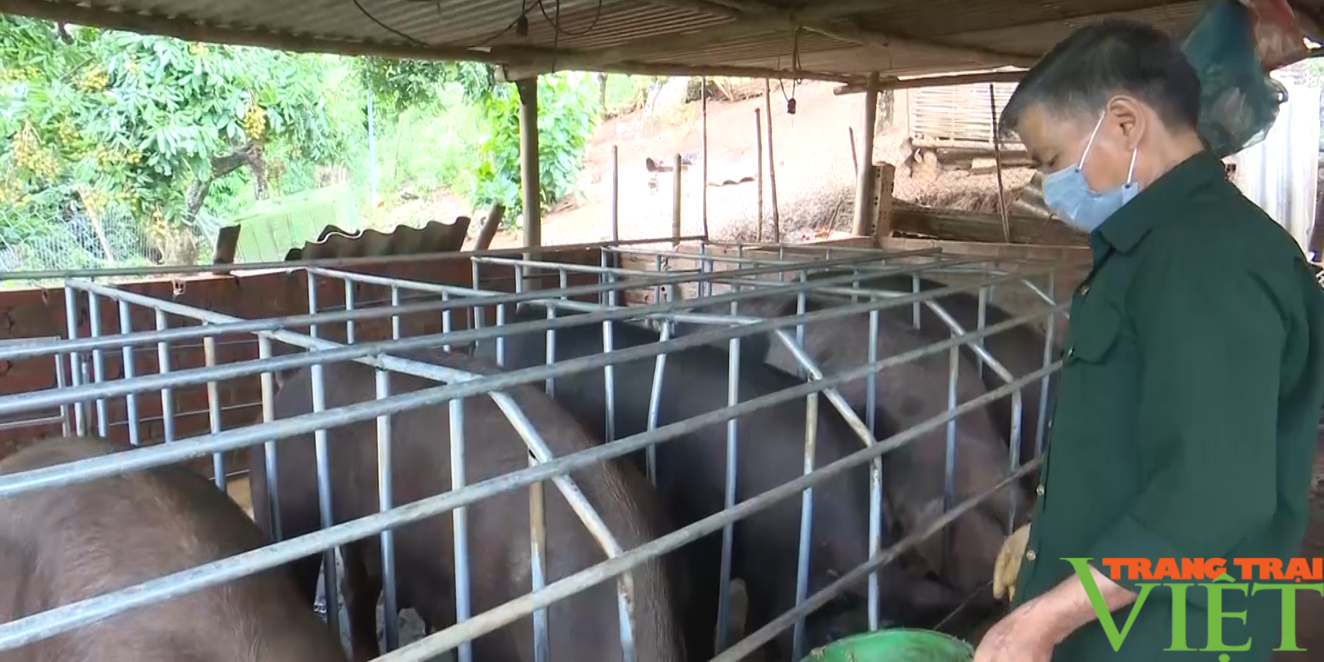 Huyện biên giới Sơn La phát triển chăn nuôi theo hướng sản xuất hàng hoá - Ảnh 3. Huyện biên giới Sơn La phát triển chăn nuôi theo hướng sản xuất hàng hoá - Ảnh 3.