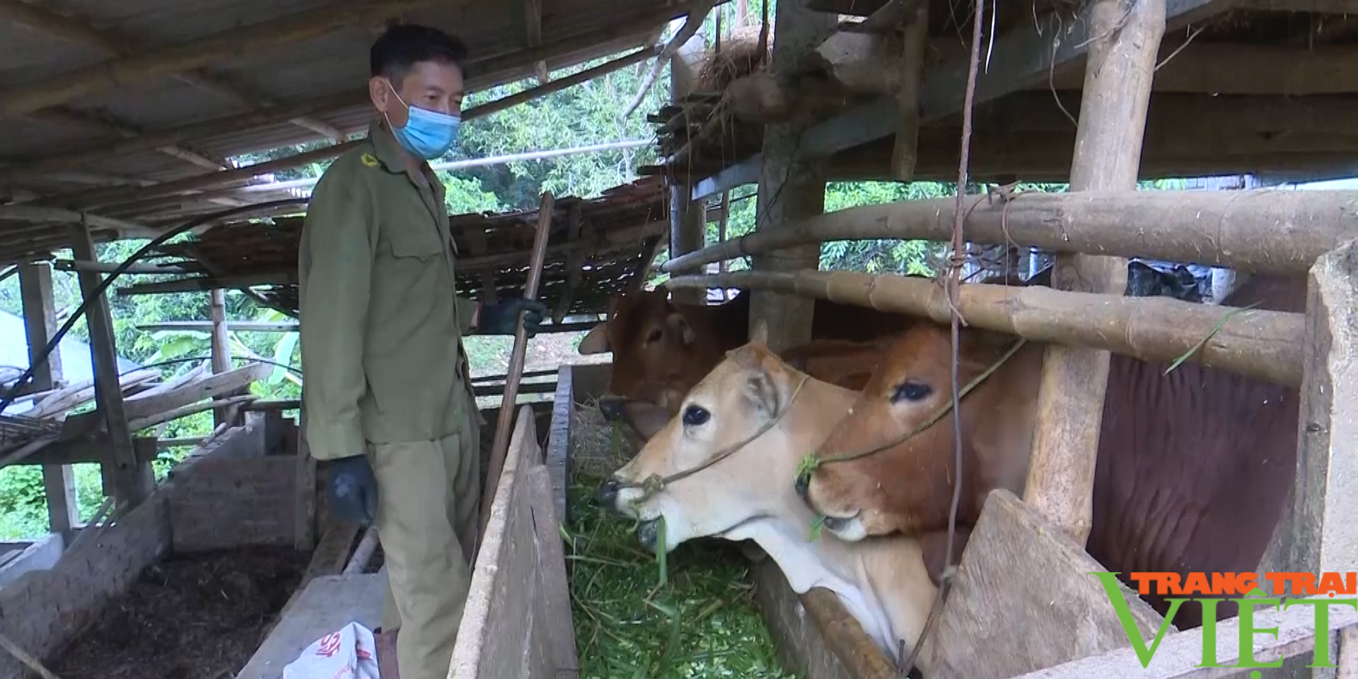Huyện biên giới Sơn La phát triển chăn nuôi theo hướng sản xuất hàng hoá - Ảnh 4. Huyện biên giới Sơn La phát triển chăn nuôi theo hướng sản xuất hàng hoá - Ảnh 4.