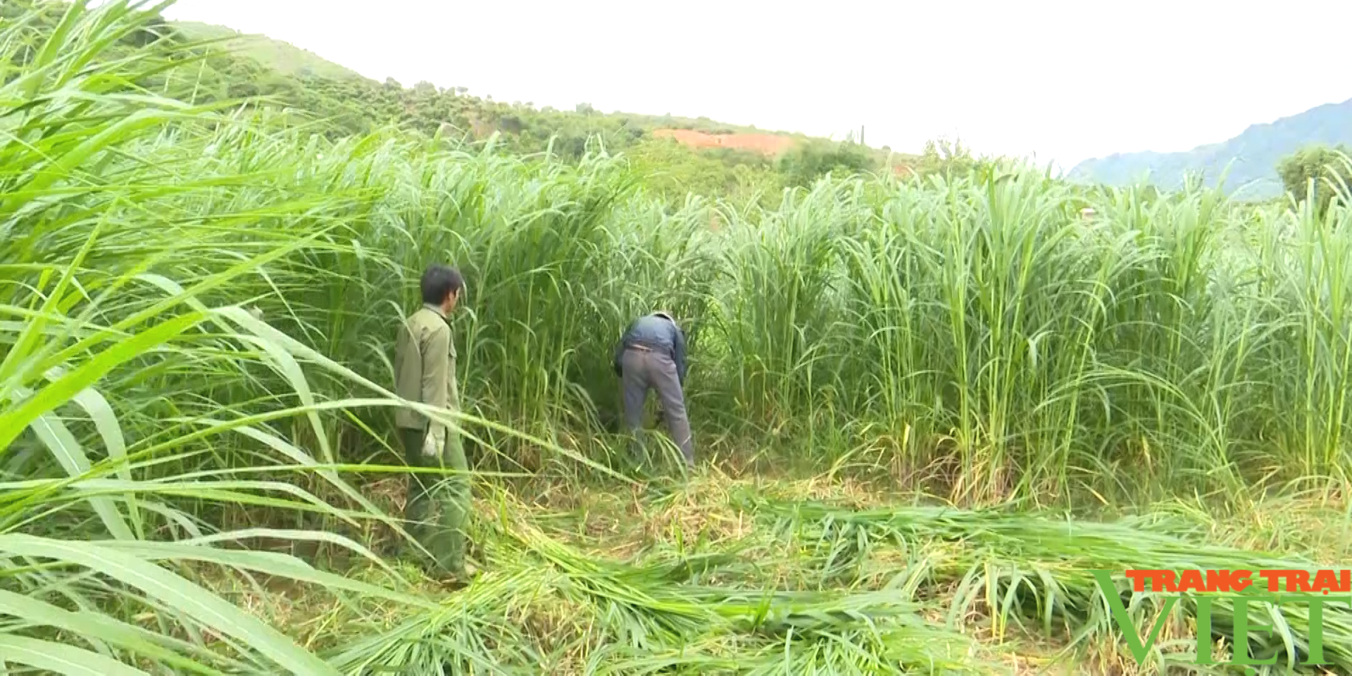 Huyện biên giới Sơn La phát triển chăn nuôi theo hướng sản xuất hàng hoá - Ảnh 5. Huyện biên giới Sơn La phát triển chăn nuôi theo hướng sản xuất hàng hoá - Ảnh 5.