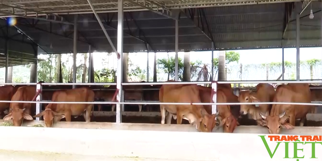 Huyện biên giới Sơn La phát triển chăn nuôi theo hướng sản xuất hàng hoá - Ảnh 7. Huyện biên giới Sơn La phát triển chăn nuôi theo hướng sản xuất hàng hoá - Ảnh 7.