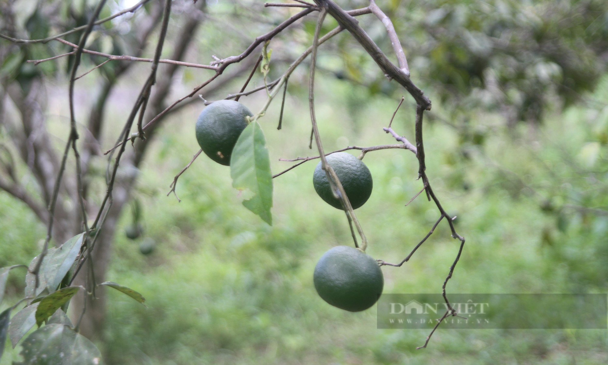 Bài 2: Nếm vị đắng của loại cây triệu đô, nhiều người vỡ mộng ôm nợ - Ảnh 7.