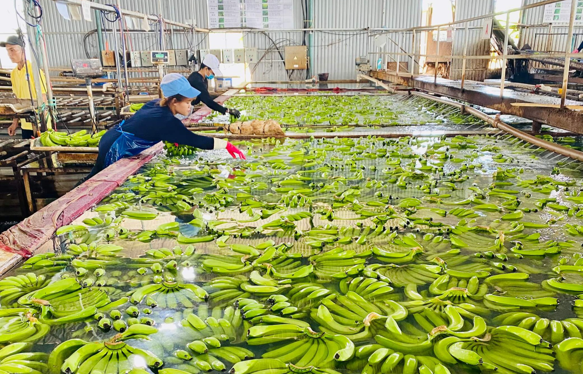 Bầu Đức lý giải chuyện vì sao HAGL “hết trồng rồi chặt”, “nuôi con này, bỏ con kia” - Ảnh 1.