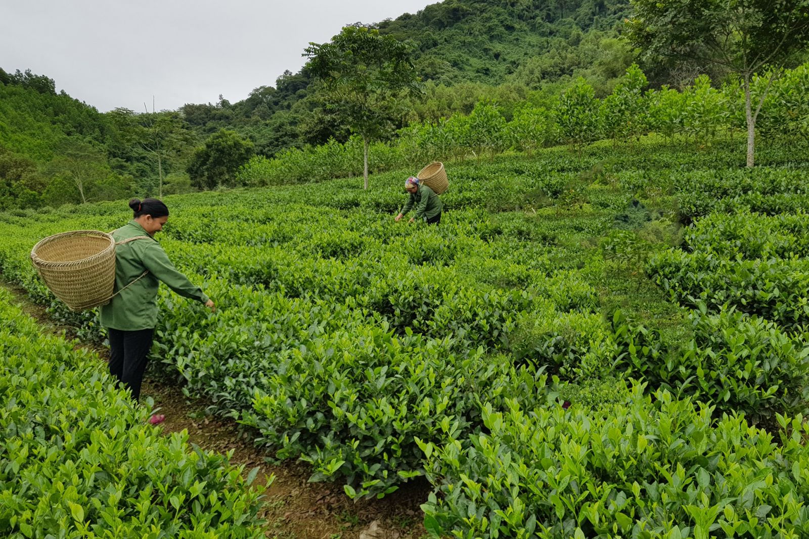 Những nông sản nổi bật 'gây thương nhớ' của tỉnh Bắc Kạn, nhiều người chưa biết loại sản phẩm này - Ảnh 2. Những nông sản nổi bật 'gây thương nhớ' của tỉnh Bắc Kạn, nhiều người chưa biết loại sản phẩm này - Ảnh 2.
