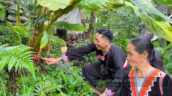 Đón khách ở nhà “tổ chim”, lên rừng thu “vàng đỏ”... - Ảnh 4.