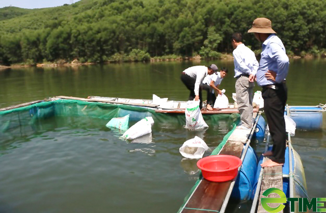 Quảng Ngãi chi ngân sách hỗ trợ nâng tầm hiệu quả nuôi thuỷ sản ở hồ, đập chứa thuỷ lợi - Ảnh 4. Quảng Ngãi chi ngân sách hỗ trợ nâng tầm hiệu quả nuôi thuỷ sản ở hồ, đập chứa thuỷ lợi - Ảnh 4.