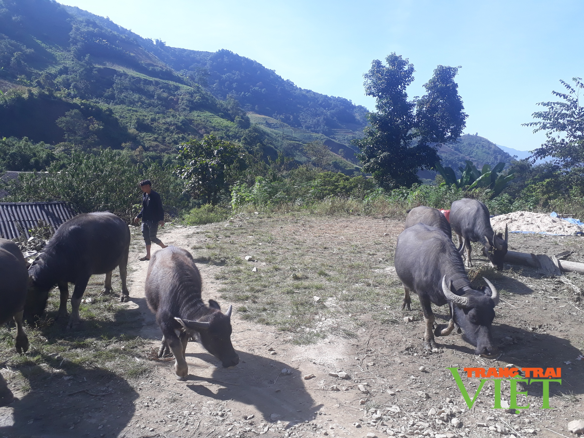 Nông dân Tam Đường thi đua sản xuất kinh doanh giỏi - Ảnh 2. Nông dân Tam Đường thi đua sản xuất kinh doanh giỏi - Ảnh 2.