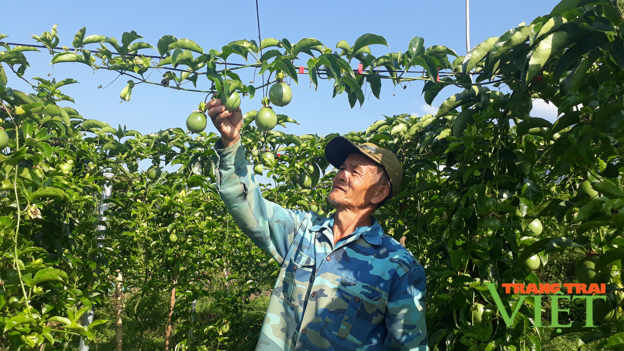 Nông dân Tam Đường thi đua sản xuất kinh doanh giỏi - Ảnh 3. Nông dân Tam Đường thi đua sản xuất kinh doanh giỏi - Ảnh 3.
