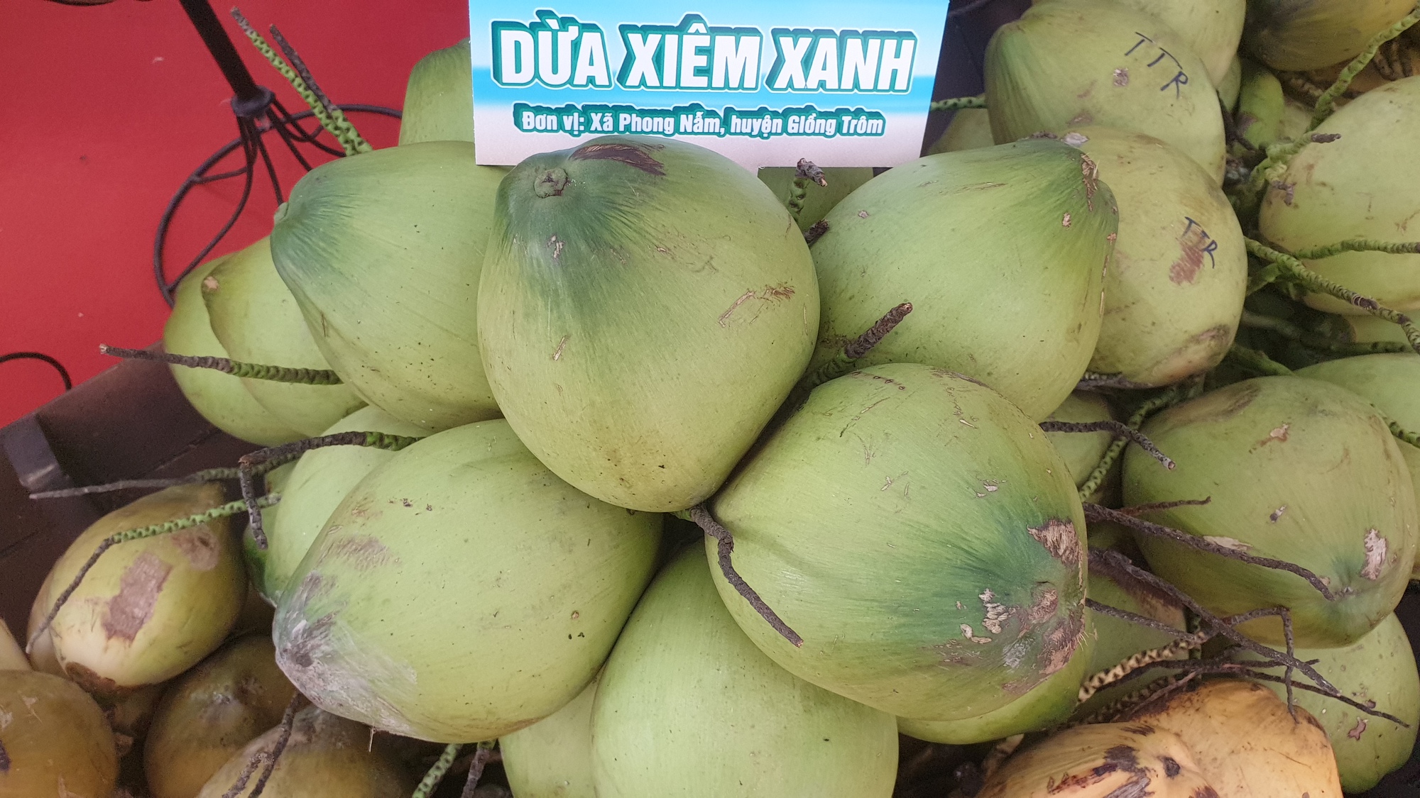 Ngắm đủ loại giống dừa hội tụ tại Đại hội Hội Nông dân tỉnh Bến Tre - Ảnh 2.