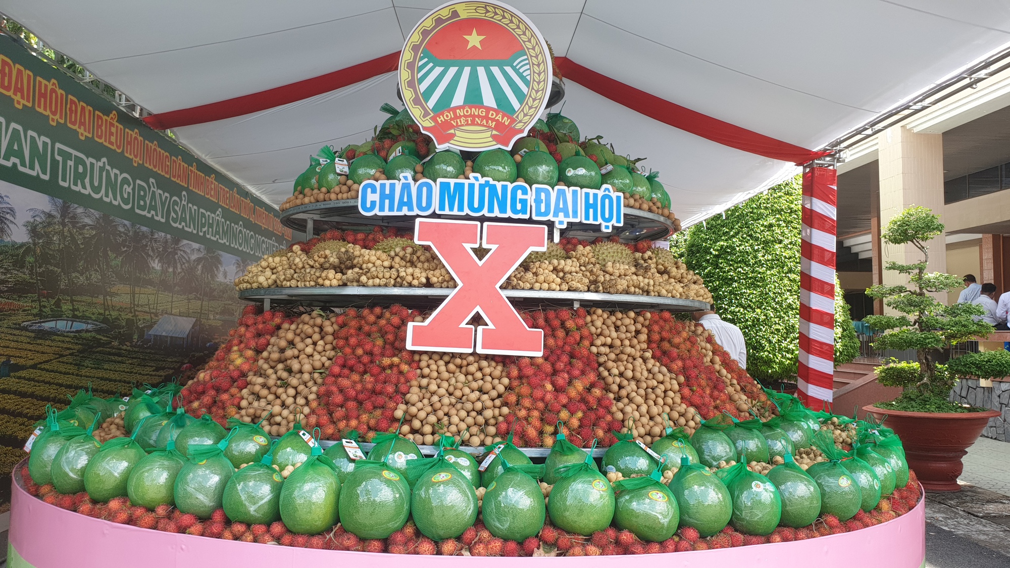 Ngắm đủ loại giống dừa hội tụ tại Đại hội Hội Nông dân tỉnh Bến Tre - Ảnh 11.