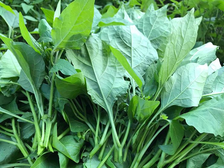Loại rau dân dã, mọc &quot;vô tội vạ&quot;, không chăm mà lớn nhanh như thổi, mang hương vị quê nhà - Ảnh 4.