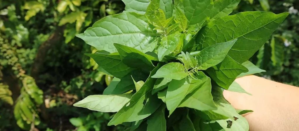 Loại rau dân dã, mọc &quot;vô tội vạ&quot;, không chăm mà lớn nhanh như thổi, mang hương vị quê nhà - Ảnh 5.