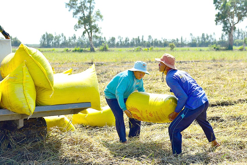 Lật tẩy chiêu đẩy giá lúa, gạo của thương lái - Ảnh 1.