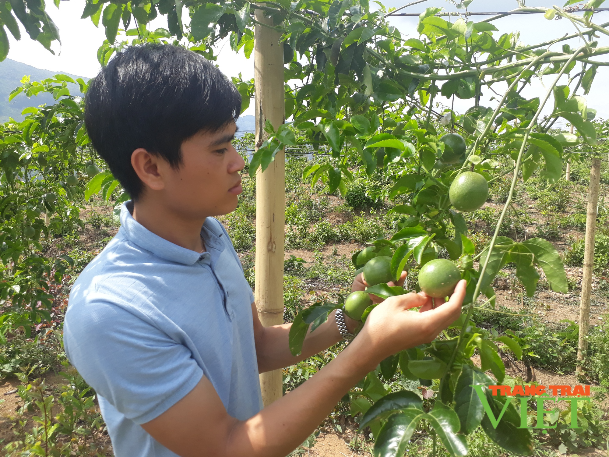 Lai Châu thực hiện đạt và vượt 22 chỉ tiêu đề ra trong Nghị quyết Đại hội Đảng bộ tỉnh lần thứ XIV - Ảnh 4. Lai Châu thực hiện đạt và vượt 22 chỉ tiêu đề ra trong Nghị quyết Đại hội Đảng bộ tỉnh lần thứ XIV - Ảnh 4.
