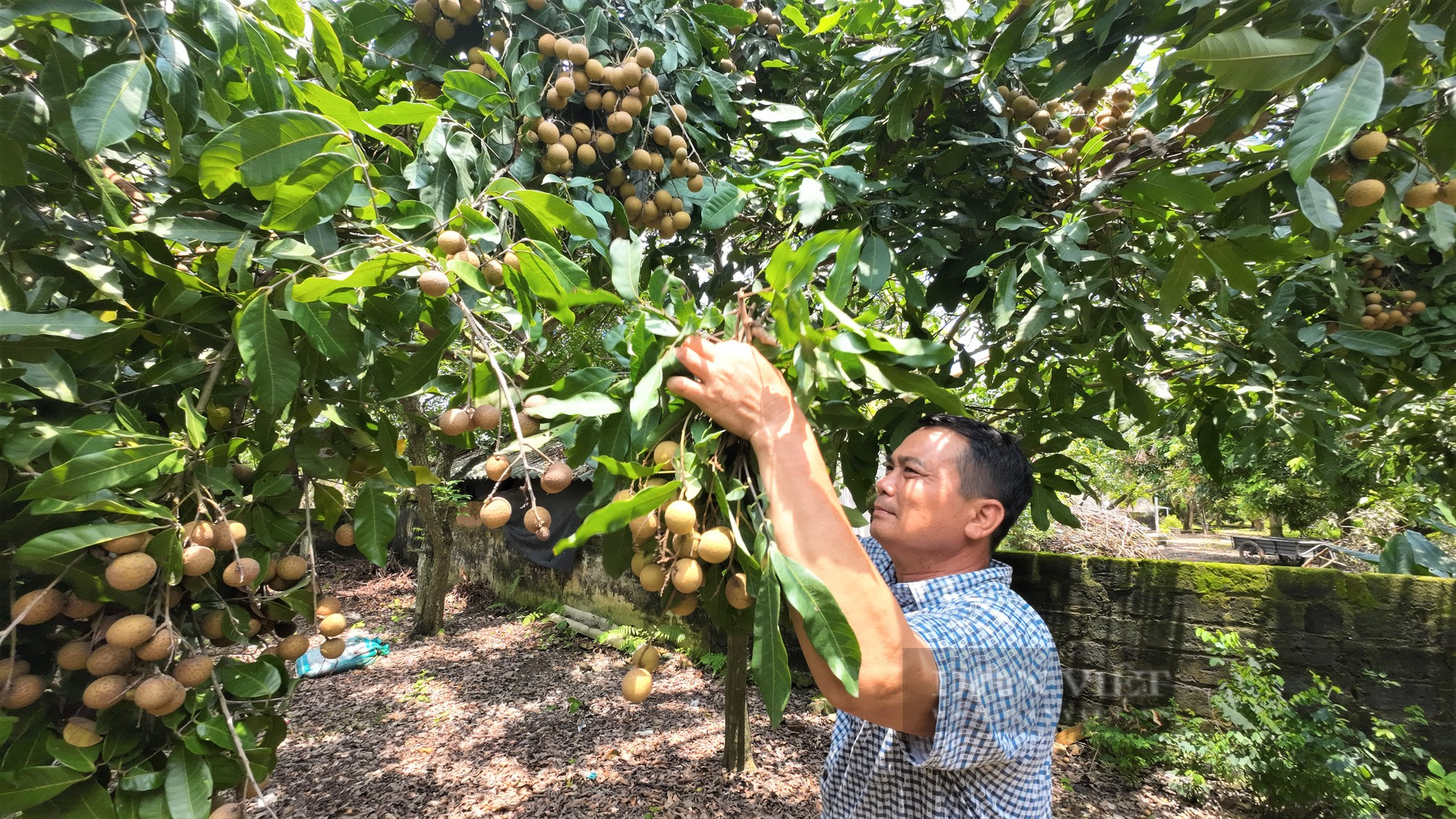 Nông dân trồng nhãn ở Chí Linh – Hải Dương chưa kịp vui được mùa liền buồn rũ vì giá thấp - Ảnh 8.