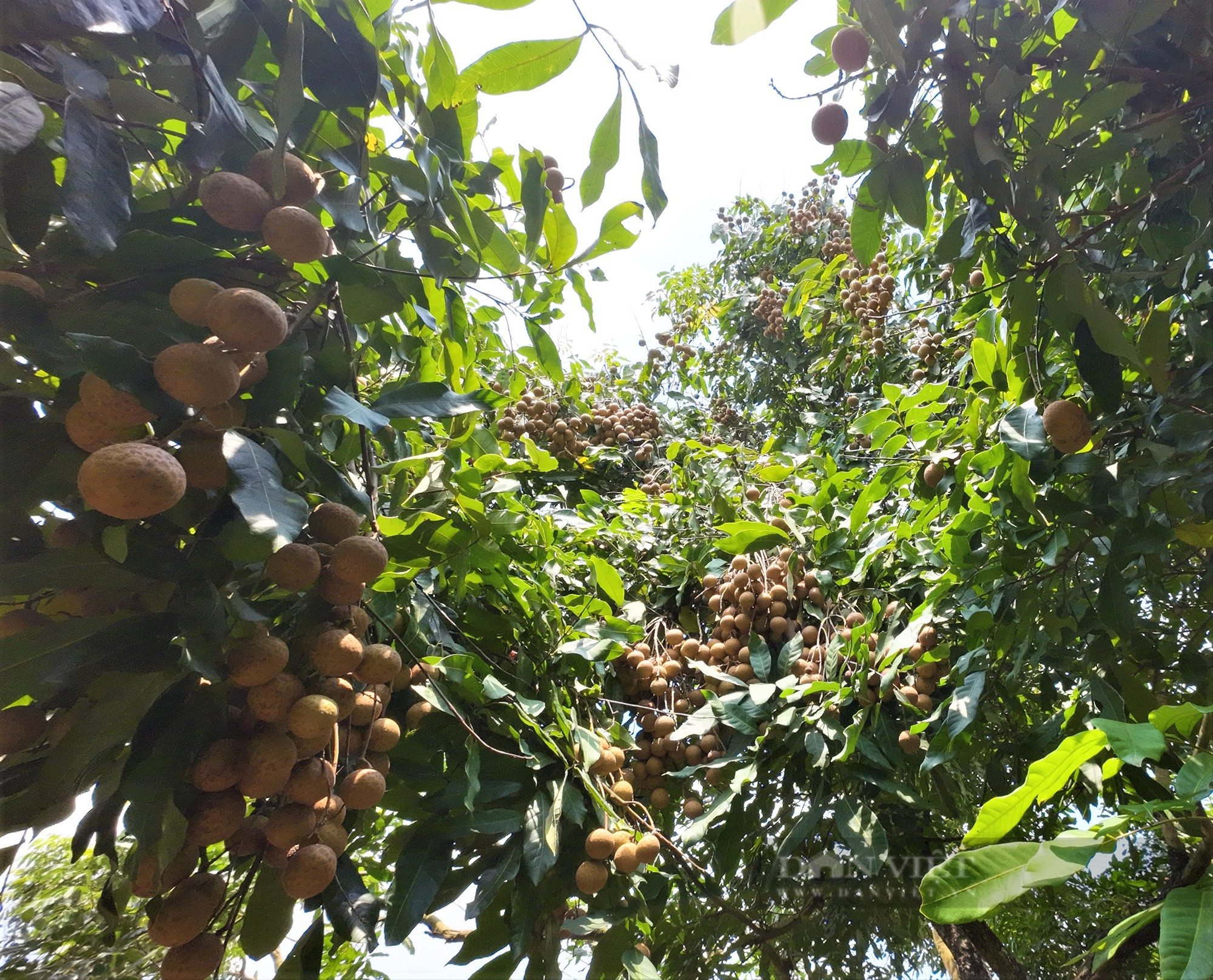 Nông dân trồng nhãn ở Chí Linh – Hải Dương chưa kịp vui được mùa liền buồn rũ vì giá thấp - Ảnh 3.