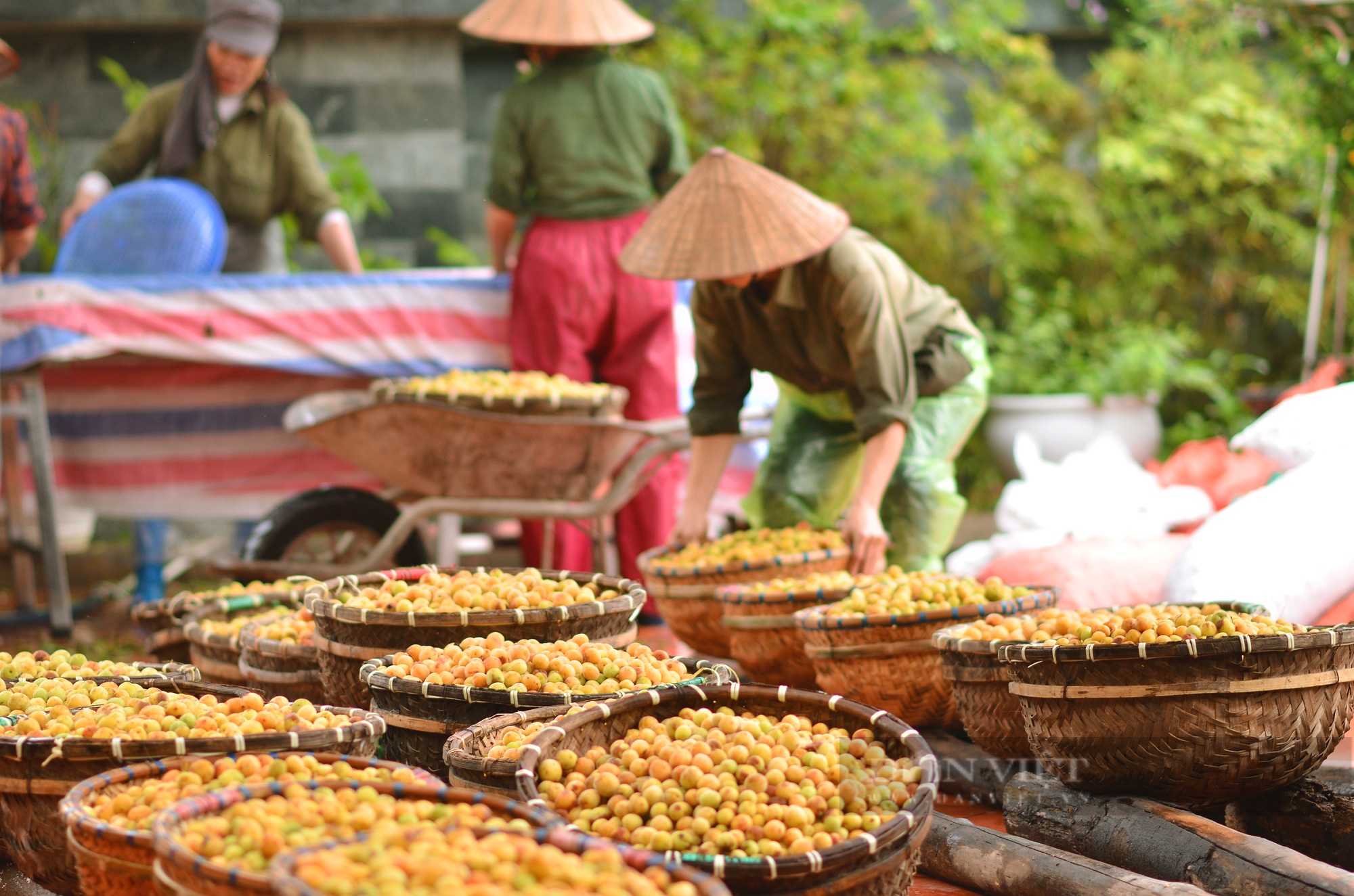Ông nông dân Quảng Ninh hơn 40 năm gắn bó với rượu mơ, trở thành Nông dân Việt Nam xuất sắc 2023 - Ảnh 4.