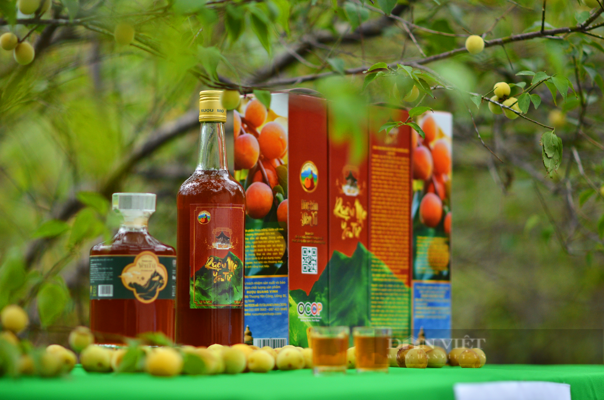 Ông nông dân Quảng Ninh hơn 40 năm gắn bó với rượu mơ, trở thành Nông dân Việt Nam xuất sắc 2023 - Ảnh 5.
