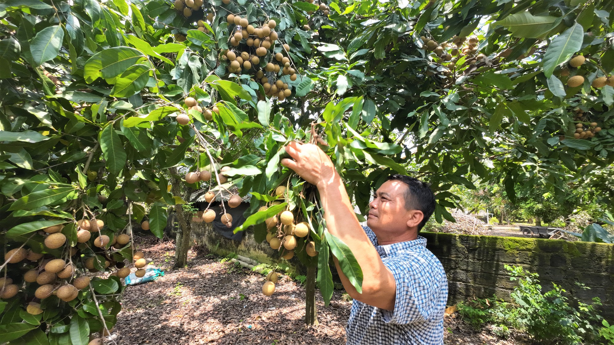 Nông dân trồng nhãn ở Chí Linh – Hải Dương chưa kịp vui được mùa liền buồn rũ vì giá thấp - Ảnh 1.