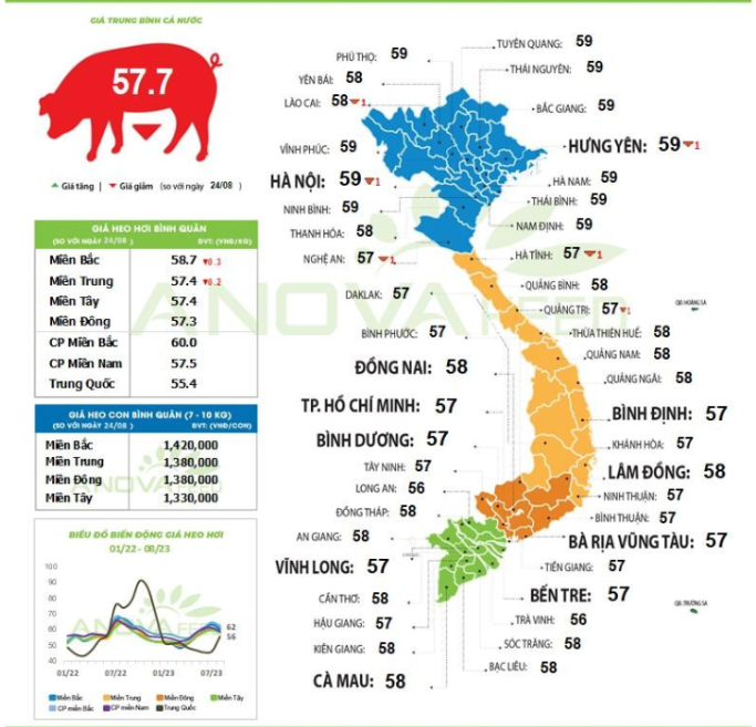 Thị trường ảm đạm, không còn địa phương nào giữ được giá lợn hơi 60.000 đồng/kg - Ảnh 1.