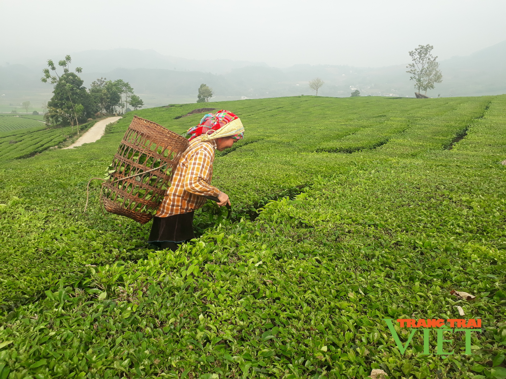 Lai Châu: Kinh tế tập thể tiếp tục phát triển cả về lượng và chất - Ảnh 3. Lai Châu: Kinh tế tập thể tiếp tục phát triển cả về lượng và chất - Ảnh 3.