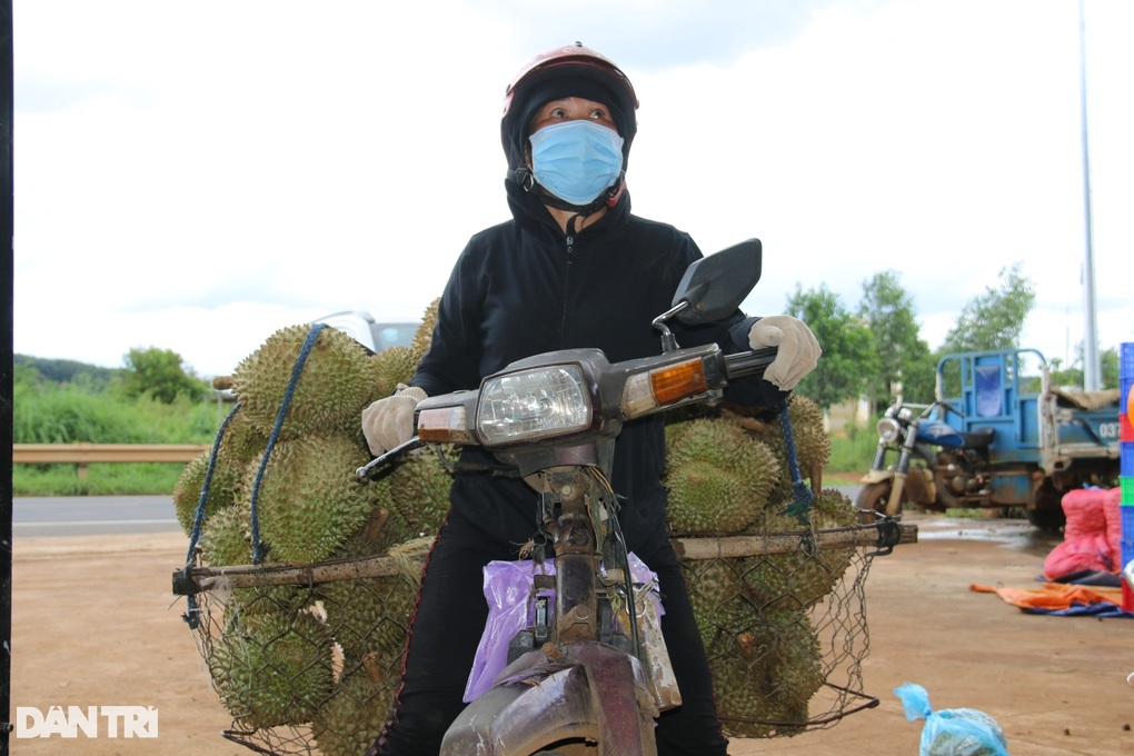 &quot;Cò&quot; đất chuyển hướng sang môi giới sầu riêng ở Tây Nguyên - Ảnh 4.