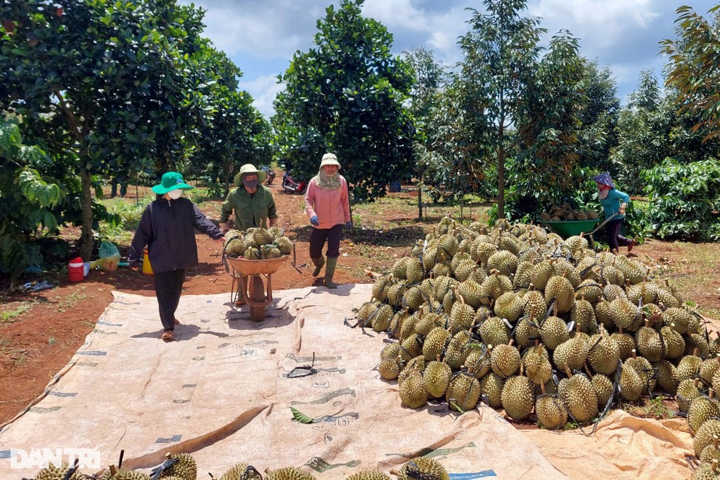 &quot;Cò&quot; đất chuyển hướng sang môi giới sầu riêng ở Tây Nguyên - Ảnh 3.